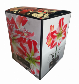 Indoor Amaryllis Kit – Spartacus – Red and White